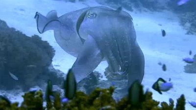 Wild Indonesia (BBC Earth) Season 1 Episode 2