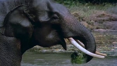 Wild Indonesia (BBC Earth) Season 1 Episode 3
