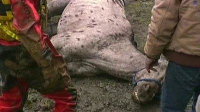 Untamed and Uncut Season 4 Episode 12