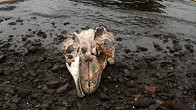 Whale Wars: Viking Shores Season 1 Episode 2