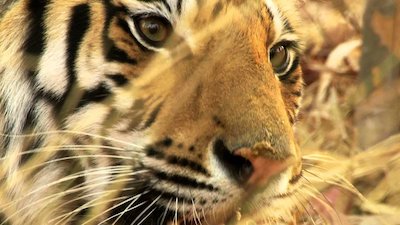 The Real Story Season 3 Episode 5