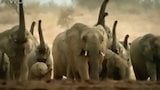 Why Elephants Attack