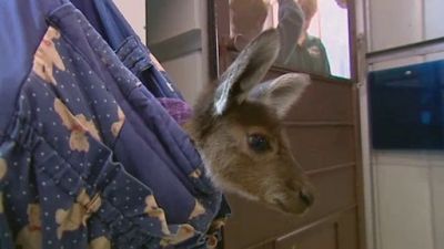 Aussie Animal Rescue Season 1 Episode 1