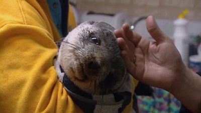 Aussie Animal Rescue Season 1 Episode 4