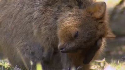 Aussie Animal Rescue Season 1 Episode 6