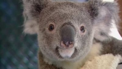 Aussie Animal Rescue Season 1 Episode 8
