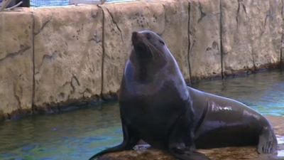 Aussie Animal Rescue Season 1 Episode 9