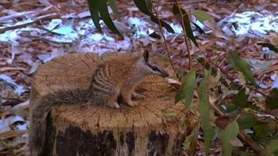 Aussie Animal Rescue Season 1 Episode 10