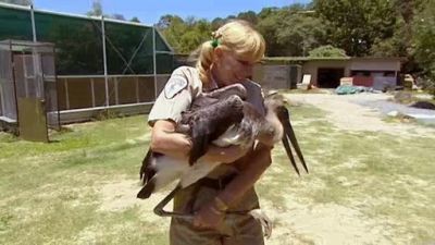 Aussie Animal Rescue Season 1 Episode 11