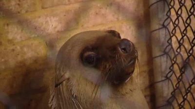 Aussie Animal Rescue Season 1 Episode 12