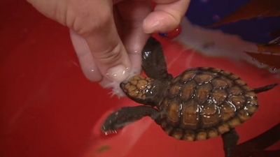 Aussie Animal Rescue Season 1 Episode 13