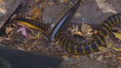 Aussie Animal Rescue Season 2 Episode 6