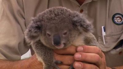 Aussie Animal Rescue Season 2 Episode 3