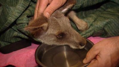 Aussie Animal Rescue Season 2 Episode 2