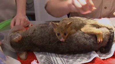 Aussie Animal Rescue Season 2 Episode 1