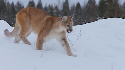 Mountain Men Season 10 Episode 8