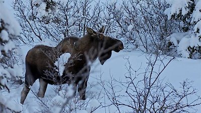 Mountain Men Season 11 Episode 7