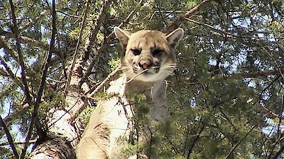 Mountain Men Season 4 Episode 99