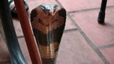 A Cook's Tour Season 1 Episode 11