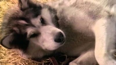 White Fang Season 1 Episode 1