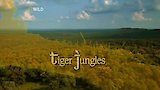 Tiger Jungles