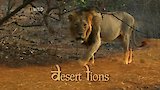 Desert Lions