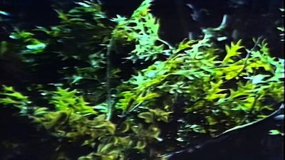 Dark Shadows (1991) Season 19 Episode 945