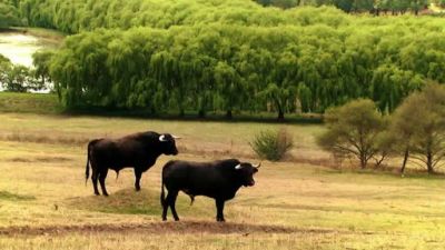 Amor Bravio Season 1 Episode 114