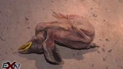 Extranormal Season 1 Episode 14