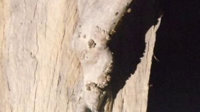 Extranormal Season 1 Episode 53