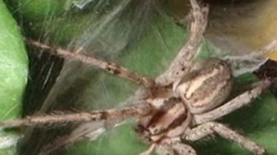 Extranormal Season 1 Episode 114