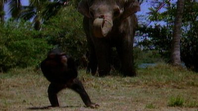 Tarzan Season 3 Episode 10