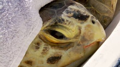 Coast Guard Florida Season 1 Episode 10