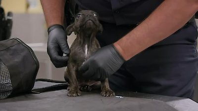 To Catch a Smuggler Season 4 Episode 2