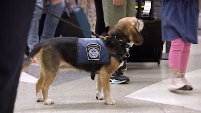 To Catch a Smuggler Season 4 Episode 10