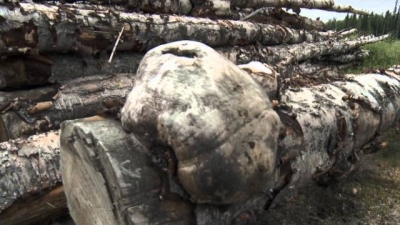 Buying Alaska Season 3 Episode 4