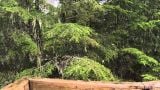 Rainforest Cabins