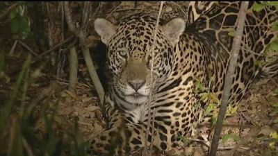 Max's Big Tracks  Season 1 Episode 1