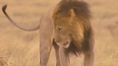 Max's Big Tracks  Season 1 Episode 3