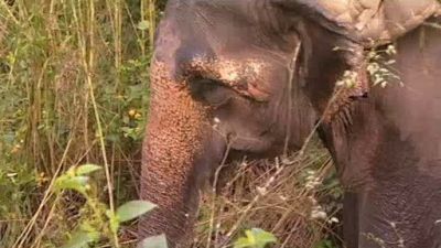 Max's Big Tracks  Season 1 Episode 5