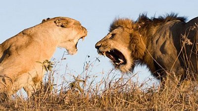 Wild Season 1 Episode 10