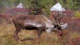 The Tsaatan, the Reindeer Riders