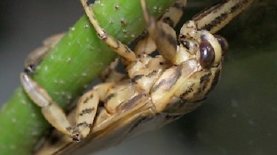 Wild Things With Dominic Monaghan Season 1 Episode 1