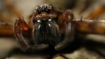 Wild Things With Dominic Monaghan Season 1 Episode 2