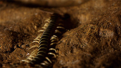 Wild Things With Dominic Monaghan Season 1 Episode 4