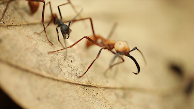 Wild Things With Dominic Monaghan Season 1 Episode 6