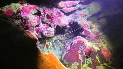 Wild Things With Dominic Monaghan Season 2 Episode 6