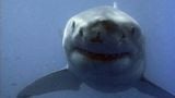 Great White Sharks: In Search of Giants