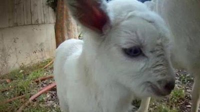 Unlikely Animal Friends Season 4 Episode 8