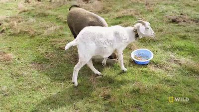 Unlikely Animal Friends Season 4 Episode 9